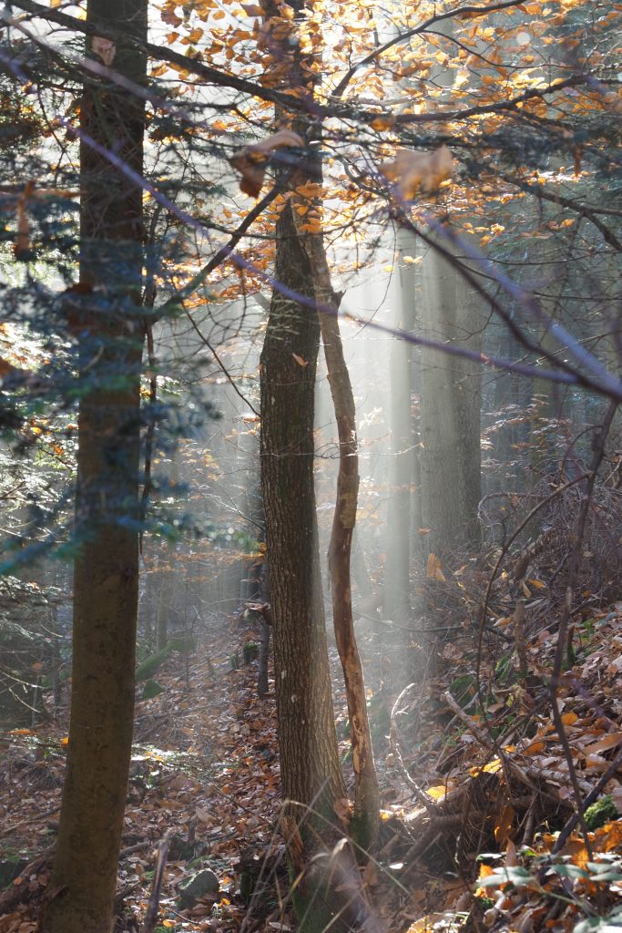 automne lumière arbre photo
